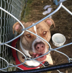 Meet your Posher, Cara